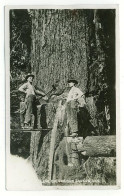 0 - T7190CPA - COOS COUNTY - OREGON - USA - Big Timber  - Bucheronage - CARTE PHOTO - Très Bon état - AMERIQUE - Andere & Zonder Classificatie