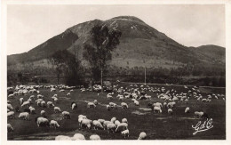 FRANCE - Auvergne - Troupeau De Moutons - Carte Postale Ancienne - Auvergne Types D'Auvergne