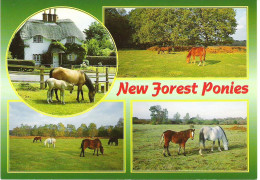 NEW FOREST PONIES, HAMPSHIRE. UNUSED POSTCARD M8 - Otros & Sin Clasificación