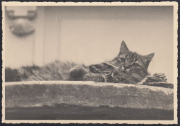 Gatto Sdraiato Su Cordolo Muretto - 1950 Fotografia Epoca - Vintage Photo - Lugares