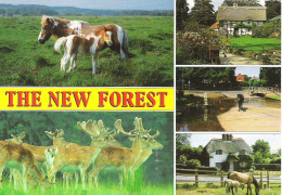 SCENES FROM THE NEW FOREST, HAMPSHIRE. USED POSTCARD M9 - Altri & Non Classificati