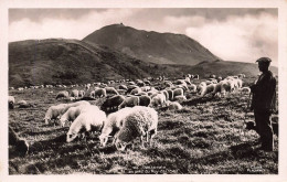 FRANCE - Pastorale Au Pied Du Puy De Dôme - Troupeau De Moutons - Carte Postale Ancienne - Sonstige & Ohne Zuordnung