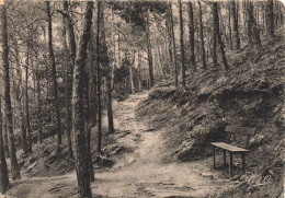 FRANCE - Châtel Guyon - Allée Dans Les Pins Du Mont Chalusset - Carte Postale Ancienne - Châtel-Guyon