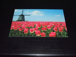 74551-  IGNO CUYPERS - RED TULIPS AND WINDMILL, HOLLAND - FLOWERS / BLUMEN / FLEURS / FLORES - Bloemen