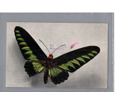 CPSM - Illustration Un Papillon Buterffly Un Ornithoptera Brookeana Comité National De L'enfance 1963 - Farfalle