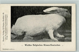 13241104 - Weisses Belgisches Riesen Kaninchen Aus: Der Oesterr. Kaninchenzuechter Fachschrift - Other & Unclassified