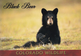 Colorado Wildlife - Black Bear - Other & Unclassified