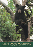 Great Smoky Mountains National Park - Black Bear - Other & Unclassified