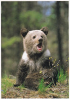 Bears Of North America - Grizzly Cub (Ursus Arctos) - Grizzly Bear - Other & Unclassified