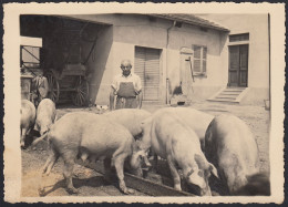 Italia 1941 - Maiali All'abbeveratoio - Fotografia Epoca - Vintage Photo - Places