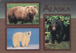 Bears Of Alaska - Canadian Wildlife - Fauna - Other & Unclassified