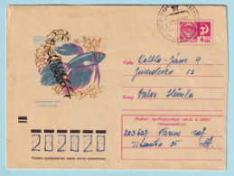 USSR 1972.0511. Siamese Fighting Fish (Betta Splendens). Prestamped Cover, Used - 1970-79