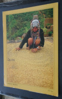 Thailand: The North - Akha Hilltribe, A Tiny Whirlpool Of Rice Is Created By This Villager - Photography Pisit Jiropas - Azië