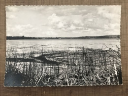 Les Environs De DIEUZEN à  3 Kms, L'Etang De Lindre Basse - Dieuze