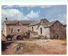 Animaux - Chevaux - Le Causse Noir - CPM - Voir Scans Recto-Verso - Horses