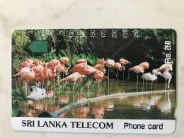 SRI LANKA    BIG VALUE   FLAMINGOS - Sri Lanka (Ceilán)