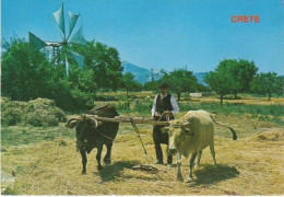 Kreta Ländliches Leben Windmühle Ochsen Ngl #28.145 - Griechenland