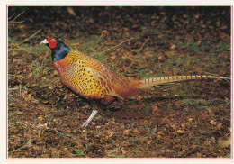 Bird - Oiseau - Vogel - Uccello - Pássaro - Pájaro - Fasaani - Pheasant - Phasanius Colchicus - Birds