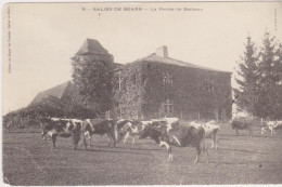 Salies De Béarn, La Ferme De Baillenx - Vaches - Salies De Bearn