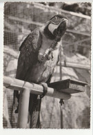 CP OISEAUX MONACO Centre D'Acclimatation Zoologique Perroquet - Vögel