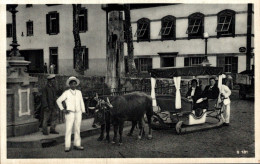 MADEIRA / BULLOC CAR - Madeira