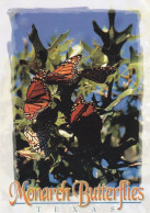 Monarch Butterflies - Papillon - Vlinder - Schmetterling - Farfalla - Borboleta - Mariposa - Animal - Fauna - Texas - Papillons