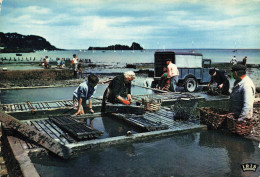 Cancale * Les Parcs à Huîtres * Ostréiculture - Cancale