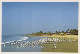 VOGEL Tier Vintage Ansichtskarte Postkarte CPSM #PAN411.A - Birds