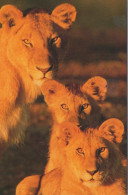 LEONE Animale Vintage Cartolina CPSM #PBS077.A - Leones