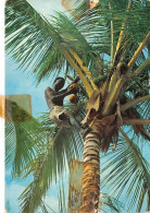 KENYA Palm Trees Coconut Picker 25(scan Recto-verso) MA1373 - Kenya