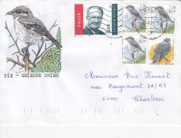 OISEAUX BUZIN  PIE GRIECHE GRISE - 1985-.. Vögel (Buzin)