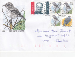 OISEAUX BUZIN  PIE GRIECHE GRISE - 1985-.. Birds (Buzin)