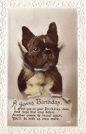 A Joyous Birthday - Bouledogue Français - Hunde