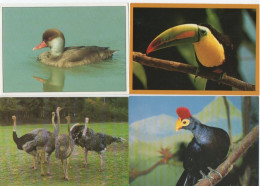 Lot De 80 Cartes Postales Modernes - OISEAUX - - 5 - 99 Cartoline