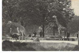 PARIS : Parc Zoologique Du Bois De VINCENNES. Avec Girafes Et Promeneurs... - Other Monuments