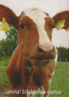 COW Animals Vintage Postcard CPSM #PBR813.GB - Vacas