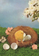 EASTER CHICKEN EGG Vintage Postcard CPSM #PBP115.GB - Easter