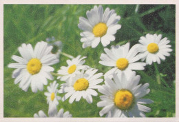 FLEURS Vintage Carte Postale CPSM #PAR682.FR - Blumen