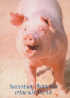 PIGS Tier Vintage Ansichtskarte Postkarte CPSM #PBR754.DE - Cerdos