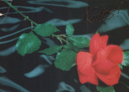 FLOWERS Vintage Ansichtskarte Postkarte CPSM #PAS224.DE - Blumen