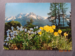 SCHWEIZER ALPENBLUMEN - Flowers