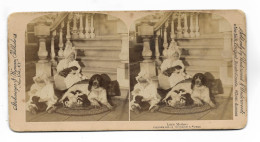 S4549/ Stereofoto Mädchen Mit Hund Und Welpen Münsterländer Jagdhund 1895 - Hunde
