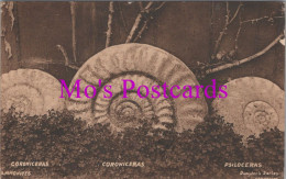 Natural History Postcard - Ammonites, Coroniceras, Psiloceras DZ100 - History