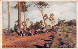 Australia - Queensland - On Blackall Range, N.C. Line - Publ. For The Panama-Pacific International Exposition In San Fra - Andere & Zonder Classificatie