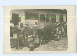 U4955/ Serbischer Ochsenwagen Mit Büffel  Foto Ak Serbien 1916 - Serbia