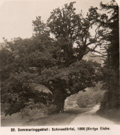 AK-0400/ Semmering Schneedörfel 1000 Jährige Eiche Baum  Stereofoto 1908  - Non Classés