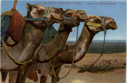 Egypt - Heads Of Fromedaries - Other & Unclassified