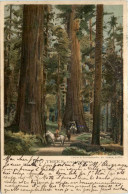 California - Big Trees - Andere & Zonder Classificatie