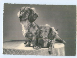 XX002797/ Zwei Dackel Dachshund Ak Ca.1965 - Dogs