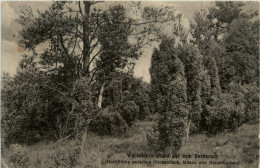 Wacholderwildland Auf Dem Dornbruch Zwischen Hilchenbach Müsen Und Brachthausen - Olpe